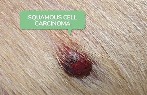 Squamous Cell Carcinoma In Dogs Symptoms And Diagnosis