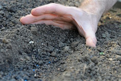 How To Sow Leek Seeds Outdoors Bbc Gardeners World Magazine