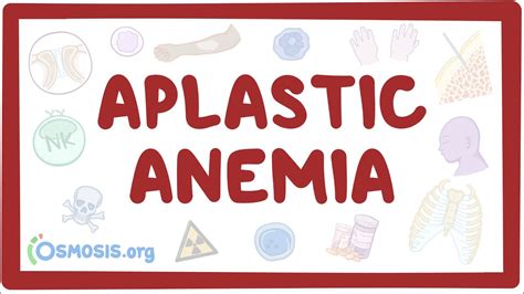 Aplastic Anemia Video Anatomy Definition And Function Osmosis