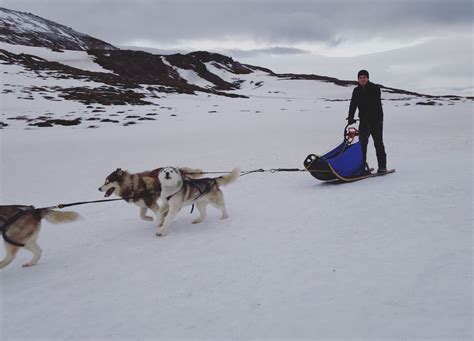 Dog Sledding With Inspiration Iceland In Akureyri North Iceland