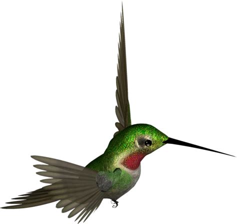 Free Clip Art Hummingbird Clipart Best