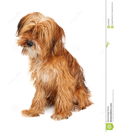 Cute Shaggy Dog Sitting Tilting Head Stock Photo Image