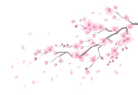 125-1251070_cherry-blossom-petals-png-transparent-spring-cherry-blossom png image