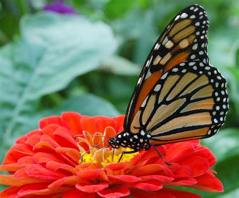 Filemonarch Butterfly Red Zinnia 2050px Wikimedia Commons