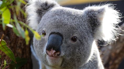 Nsw Extends National Parks By 1000 Hectares To Protect Koalas Herald Sun