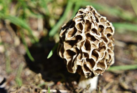 Wilderness Medicine Menu: True Morels and False Morel Poisoning