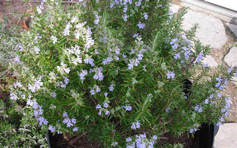 Buy Tuscan Blue Rosemary Free Shipping 1 Gallon Size Plants For