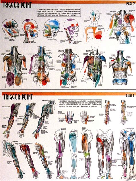 Back Muscle Massage Chart Set Of Trigger Point Charts W99990 Acupuncture 3b Within