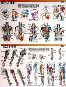 Trigger Points Check Out The Pdf Documents Associated With This
