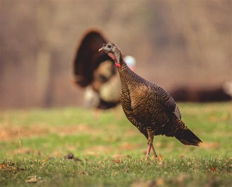 how to call fighting hens while wild turkey hunting