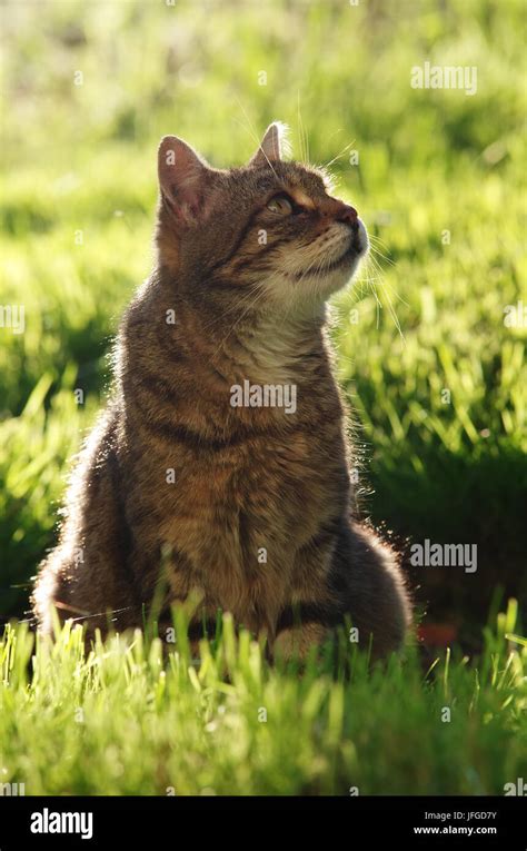 Cat Hunting Bird Hi Res Stock Photography And Images Alamy