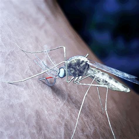 3 D Protein Map Offers New Malaria Vaccine Hope
