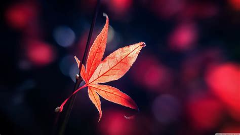Maple Leaf Maples Leaves Red Anime Beautiful Hd Wallpaper Pxfuel