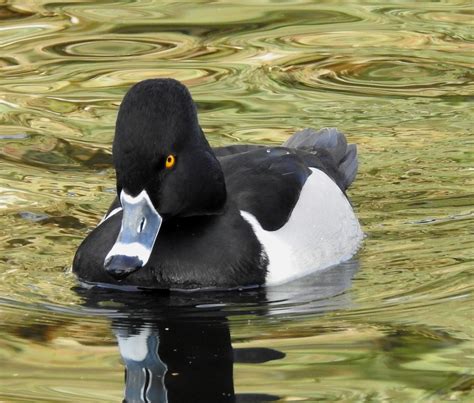 Ring Necked Duck M Redhead Duck Duck Species Duck Pins Thomas