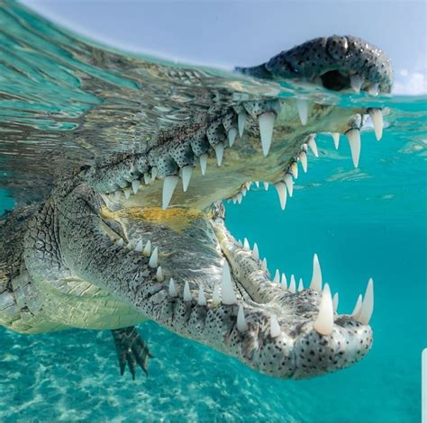 Crocodile In Cuba Photo By Paul Nicklen In 2020 Animals Beautiful