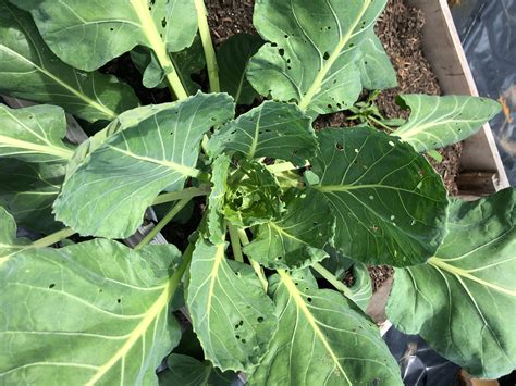 5 Common Vegetable Garden Problems and How to Solve Them - Winging it ...