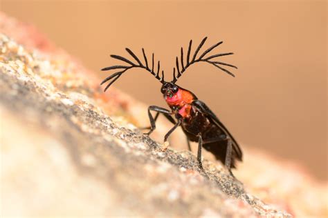 This Lampyridae Beetle Uses Its Antenna To Attract Mates Photo By Bernardo Segura Ecology