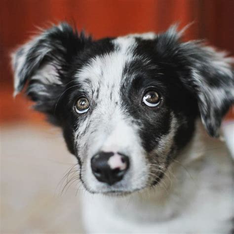 15 Cool Facts About Border Collies Page 3 Of 5