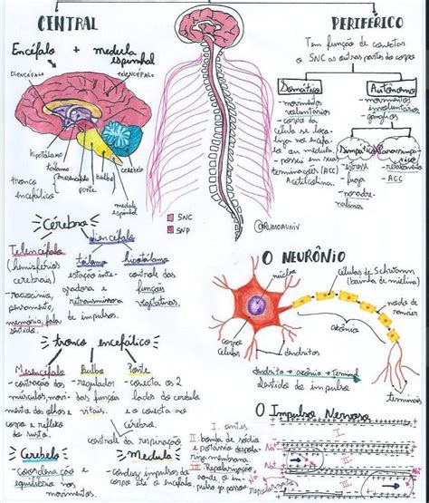 Sistema Nervoso Central E Periferico Mapa Mental Resumo Sistema Images