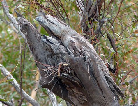 10 Wonderful Examples Of Camouflage In Nature • Lazer Horse