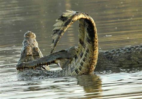 Fight Of Nile Crocodiles Focusing On Wildlife