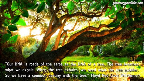 Each of these elements is similarly produced using the origins of nature and increase the external splendour of the person as well as solid. The importance of trees in Shamanism and Natural Medicine ...