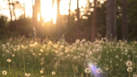 Early Morning Sun Comes Up Through Apple Trees At Sunrise Time Lapse