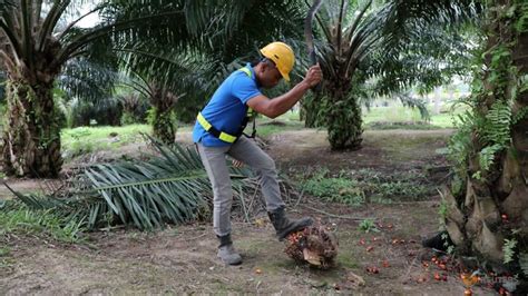 The global palm oil market reached a value of us$ 48.1 billion in 2020. US bans Malaysian palm oil giant Sime Darby over forced ...