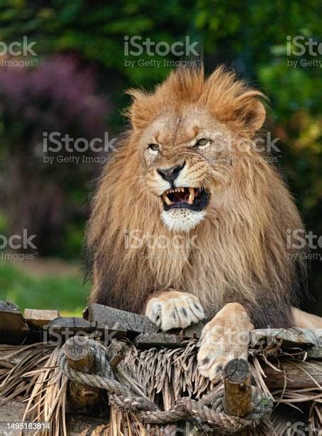 Lion Head With Open Mouth Closeup Stock Photo Download Image Now
