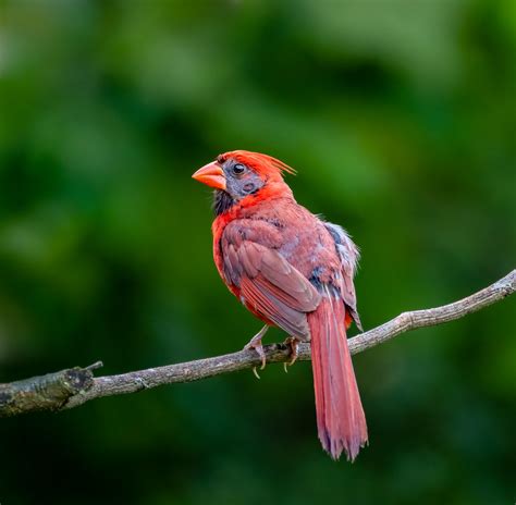 Male Cardinal Molting Steven Haddix Flickr