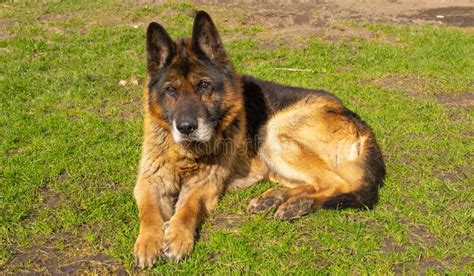 Very Old German Shepherd Dog Authentic Photo 15 Years Old Dog Age