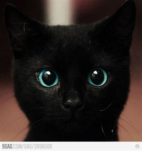 27 Best Images About Blue Eyed Black Cats On Pinterest