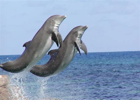 Shore Excursion Dolphin Encounter And Dunn S River Falls Ocho Rios Jamaica Carnival Cruise Line