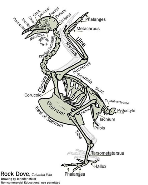 Simple Bird Skeleton Diagram Skeleton Drawings Skeleton Anatomy