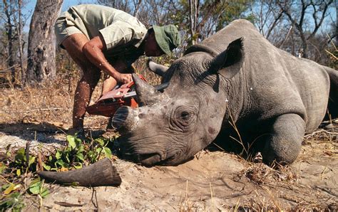 Wwf Campaña Para Reducir Demanda Cuerno De Rinoceronte