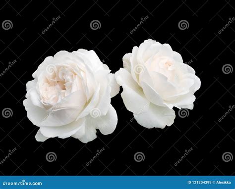 Two White Roses Stock Image Image Of Petal Beautiful 121204399