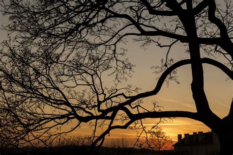 Silhouette Of Tree Branches Copyright Free Photo By M Vorel