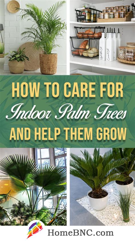 Indoor Palm Tree Care How To Plant Grow And Help Them Thrive