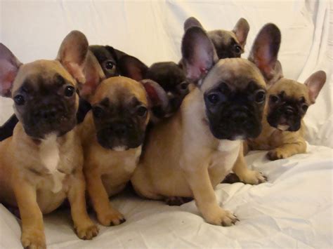 We have 6 beautiful chunky french bulldogs for sale. French Bulldog puppies for sale. | Erith, Kent | Pets4Homes
