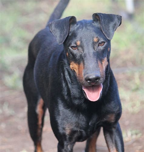 Manchester Terrier Breeders Australia Manchester Terrier Info And Puppies