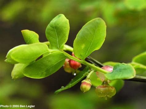 Vaccinium Parvifolium