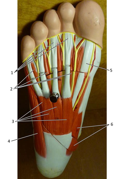 Plantar Foot Tendon Anatomy