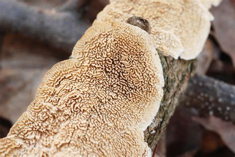 Irpex Lacteus The Ultimate Mushroom Guide