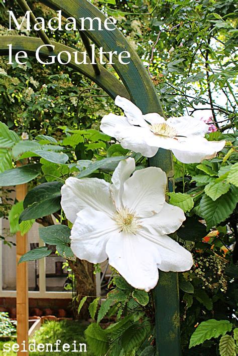 Filaments cream with purple base, anthers pale purple. Clematisblüte * clematis blossom | Clematis, Pflanzen ...