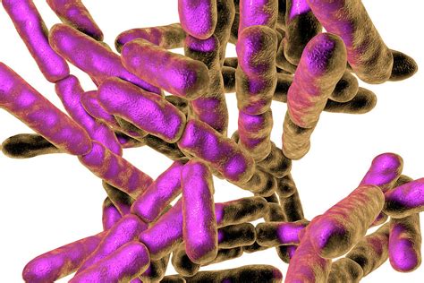 Bifidobacterium Bacteria Photograph By Kateryna Konscience Photo Library