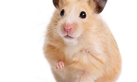 Are Hamsters Nocturnal Or Diurnal Their Sleep Behavior Explained A Z