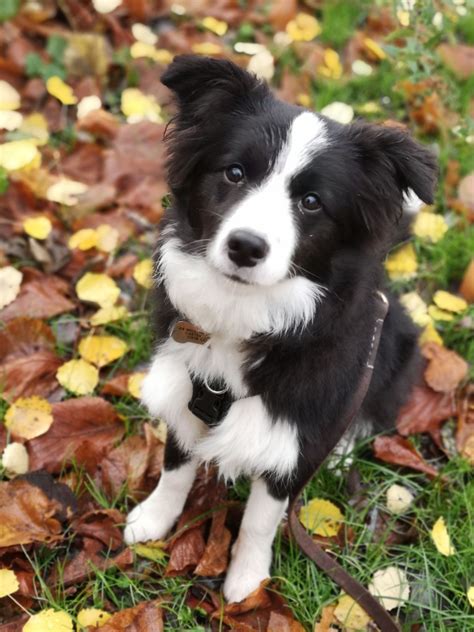 45 Border Collie Breeder Mn Picture Bleumoonproductions
