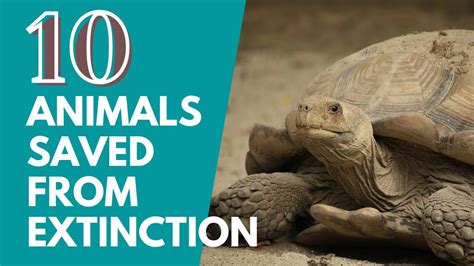 Top 10 Animals Brought Back From The Brink Of Extinction Insane Stats