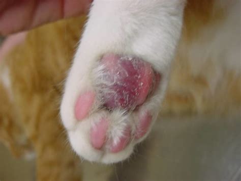 Vet Talks Treating Pillow Foot Or Plasma Cell Pododermatitis In Cats