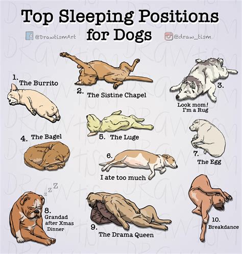 What Do Thought Dogs Sleeping Positions Mean